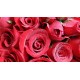 20 Stems Red Roses in a Round Gift Box